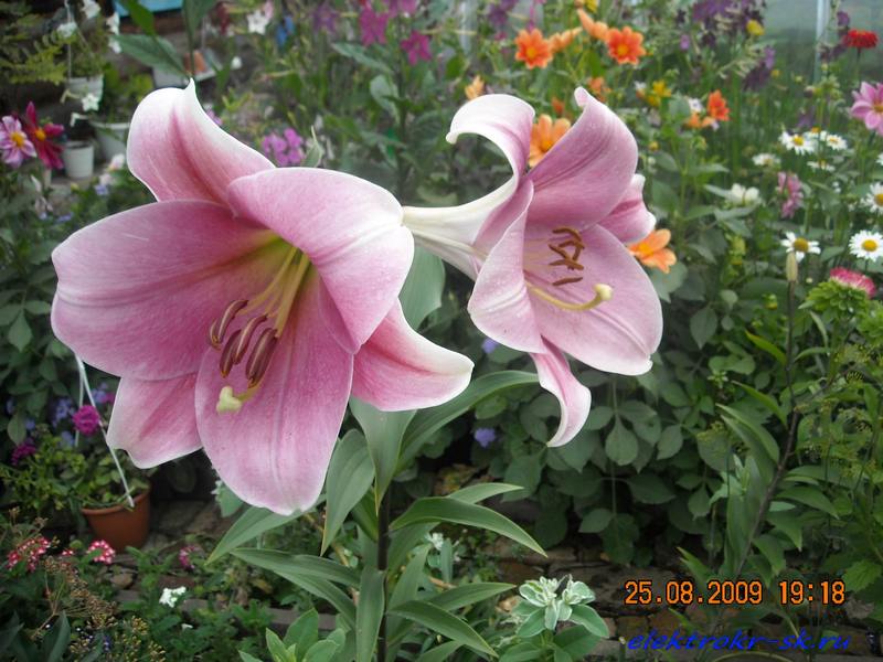 c75.jpg