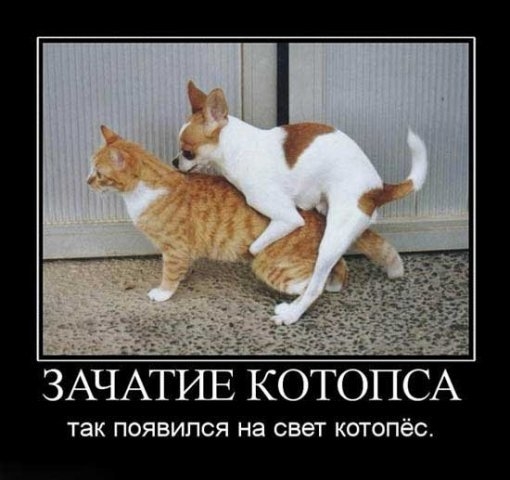 Зачатие котопса.jpg