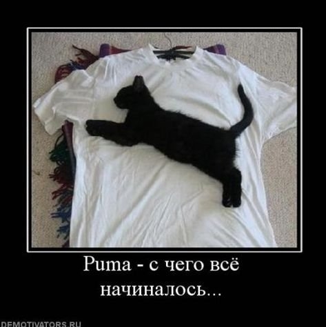 puma