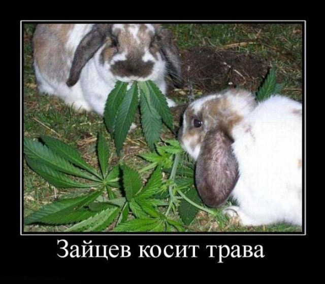 зайцы.jpg