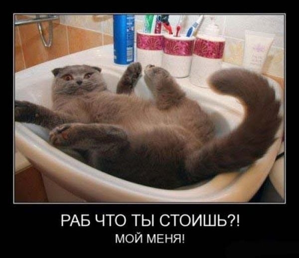 кот и раб))).jpg
