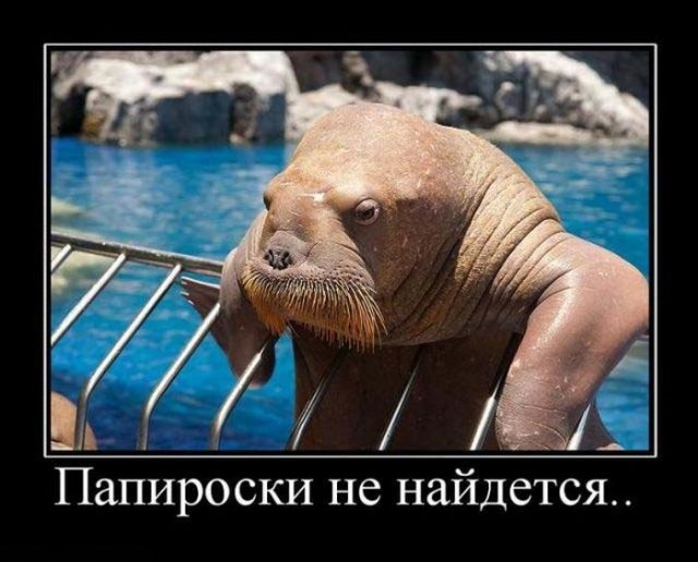 морж.jpg