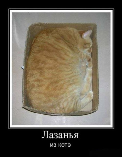 котэ.jpg
