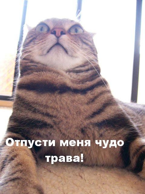 чудо трава.jpg