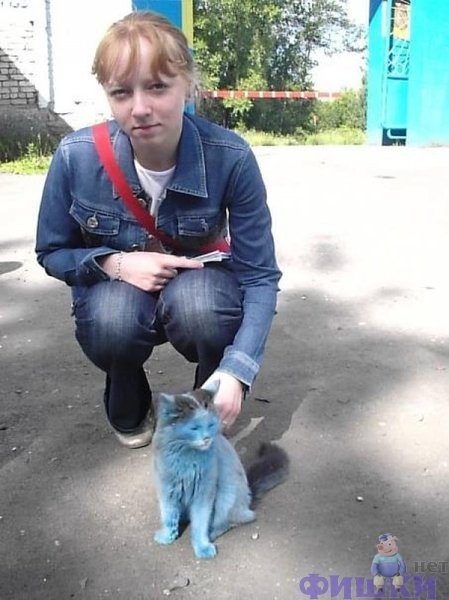 Кот фанат Зенита.