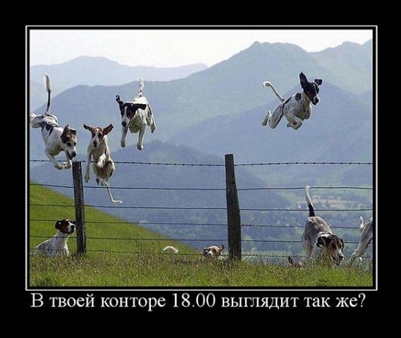 Работа не Волк.