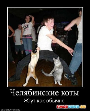 Челябинские коты