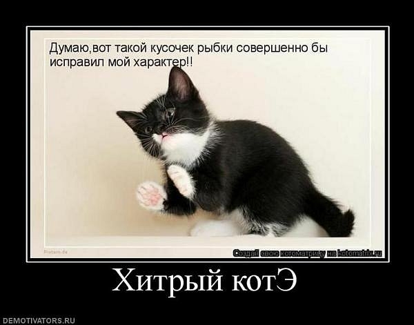 Хитрый котэ!