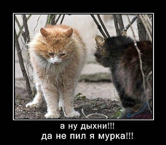Не пил