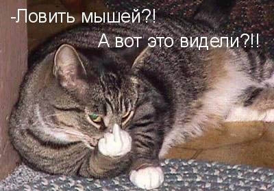 Ловить мышей!