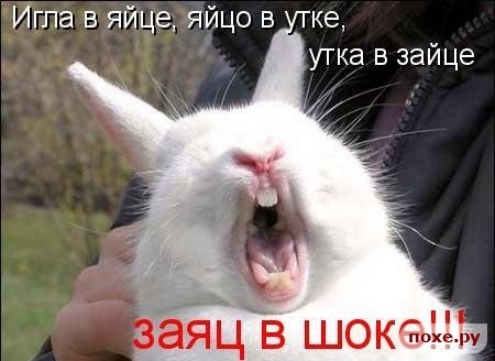 Заяц в шоке