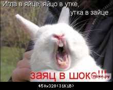 Заяц в шоке