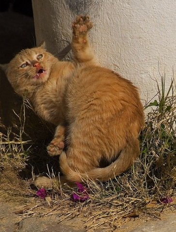 природа