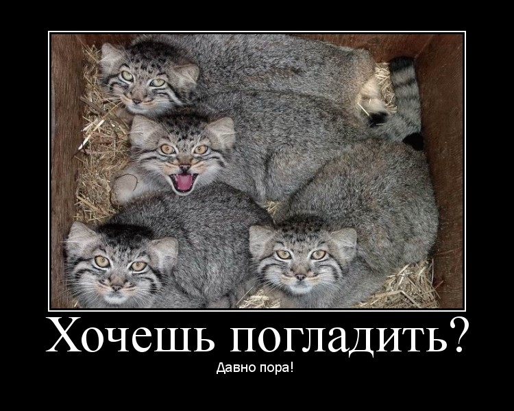 Русские демотиваторы!3
