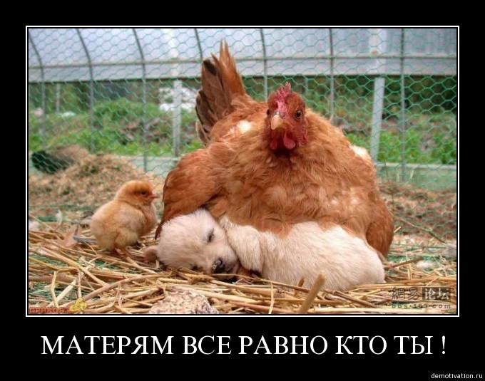 Демотиваторы 48