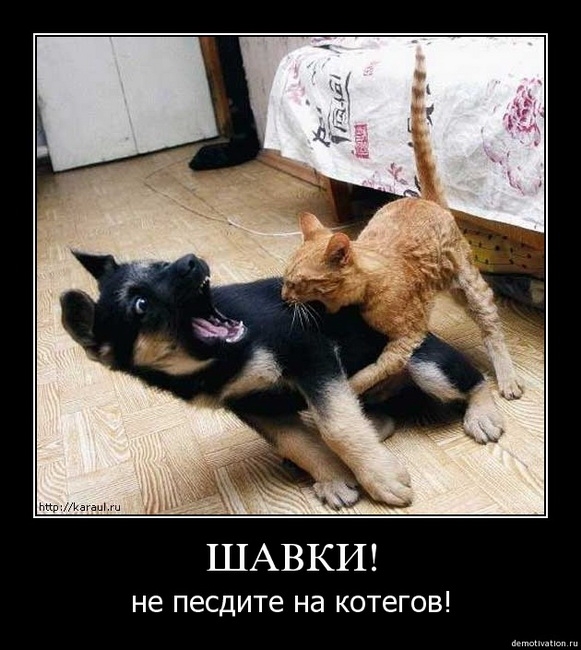 Демотиваторы!2