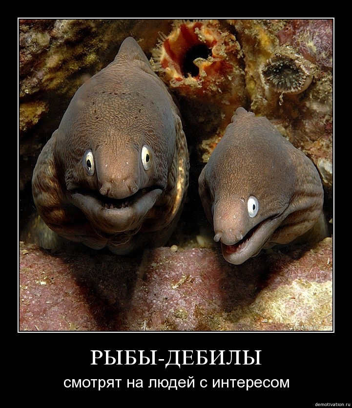 Демотиваторы!210