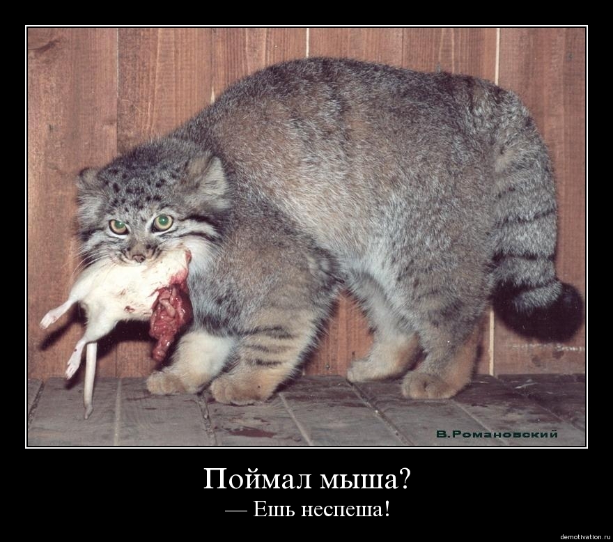 Демотиваторы!37