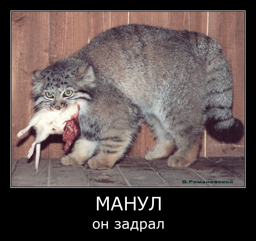 Демотиваторы24