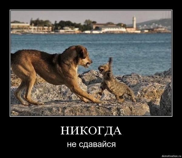 Демотиваторы61