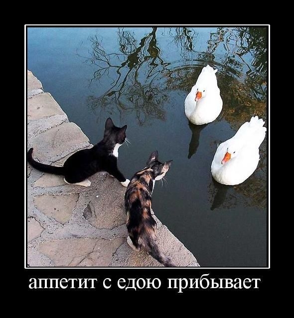 Demotivator14