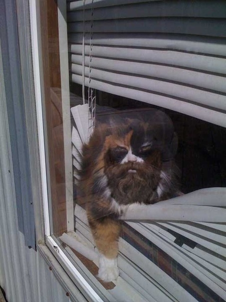 Котэ-джигурда