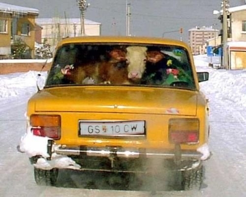корова уместилась, холодильник на велике, мужики в богажнике