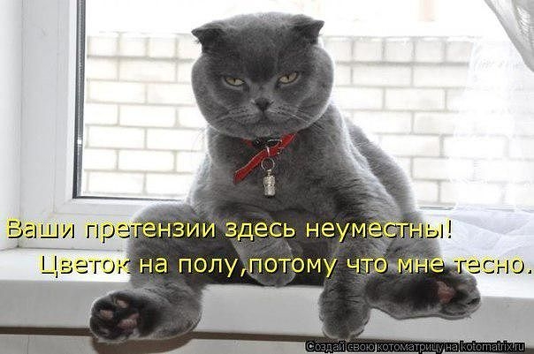 getImageCAZ831DM