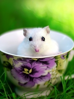 mouse