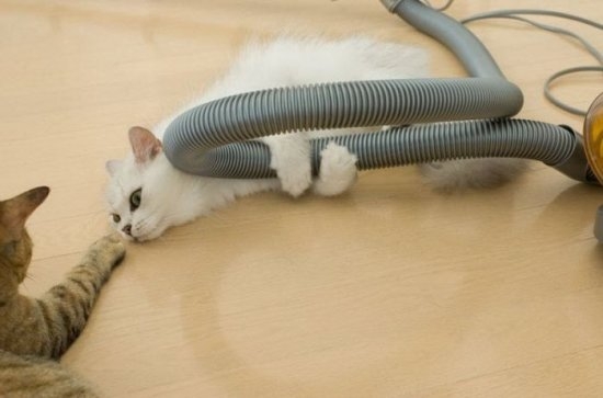 862 cats 21
