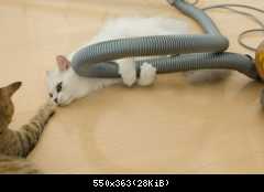 862 cats 21
