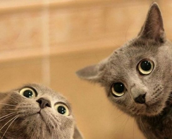 969 cats 14