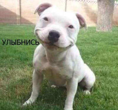 ежедневник наблюдателя