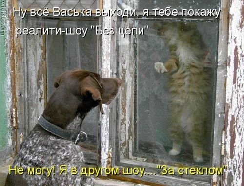 ежедневник наблюдателя