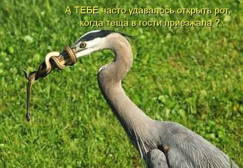 ежедневник наблюдателя