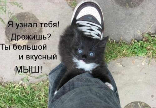 ежедневник наблюдателя