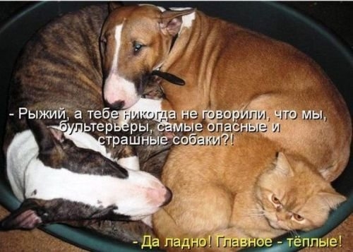 ежедневник наблюдателя