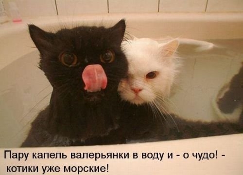 ежедневник наблюдателя