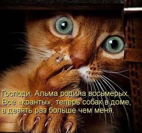 ежедневник наблюдателя