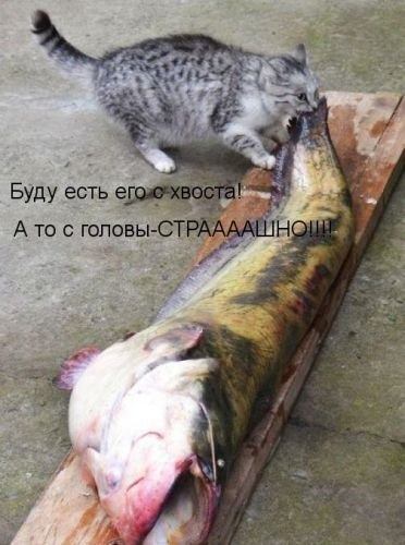 ежедневник наблюдателя