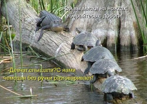 ежедневник наблюдателя