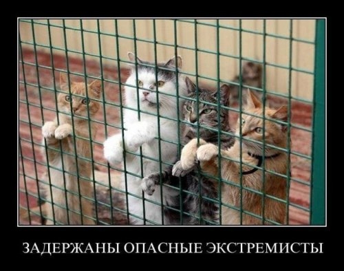 ежедневник наблюдателя