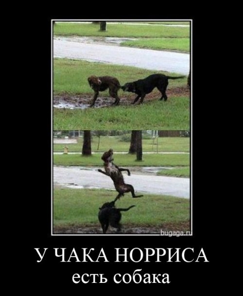 ежедневник наблюдателя