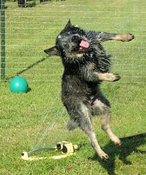 ежедневник наблюдателя