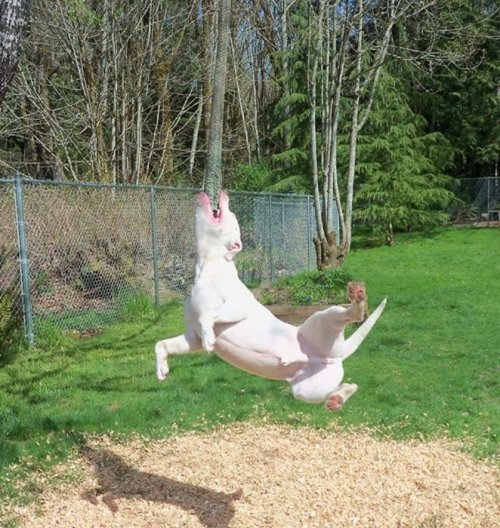 ежедневник наблюдателя