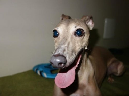 ежедневник наблюдателя