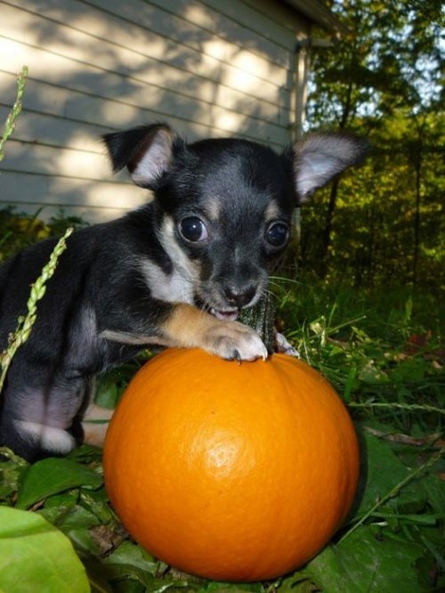 ежедневник наблюдателя