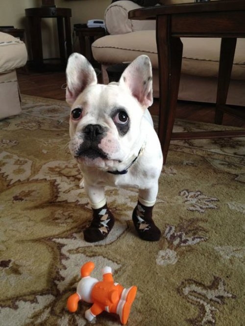 ежедневник наблюдателя