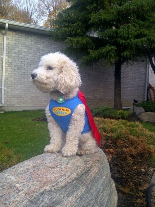 ежедневник наблюдателя