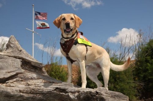 ежедневник наблюдателя
